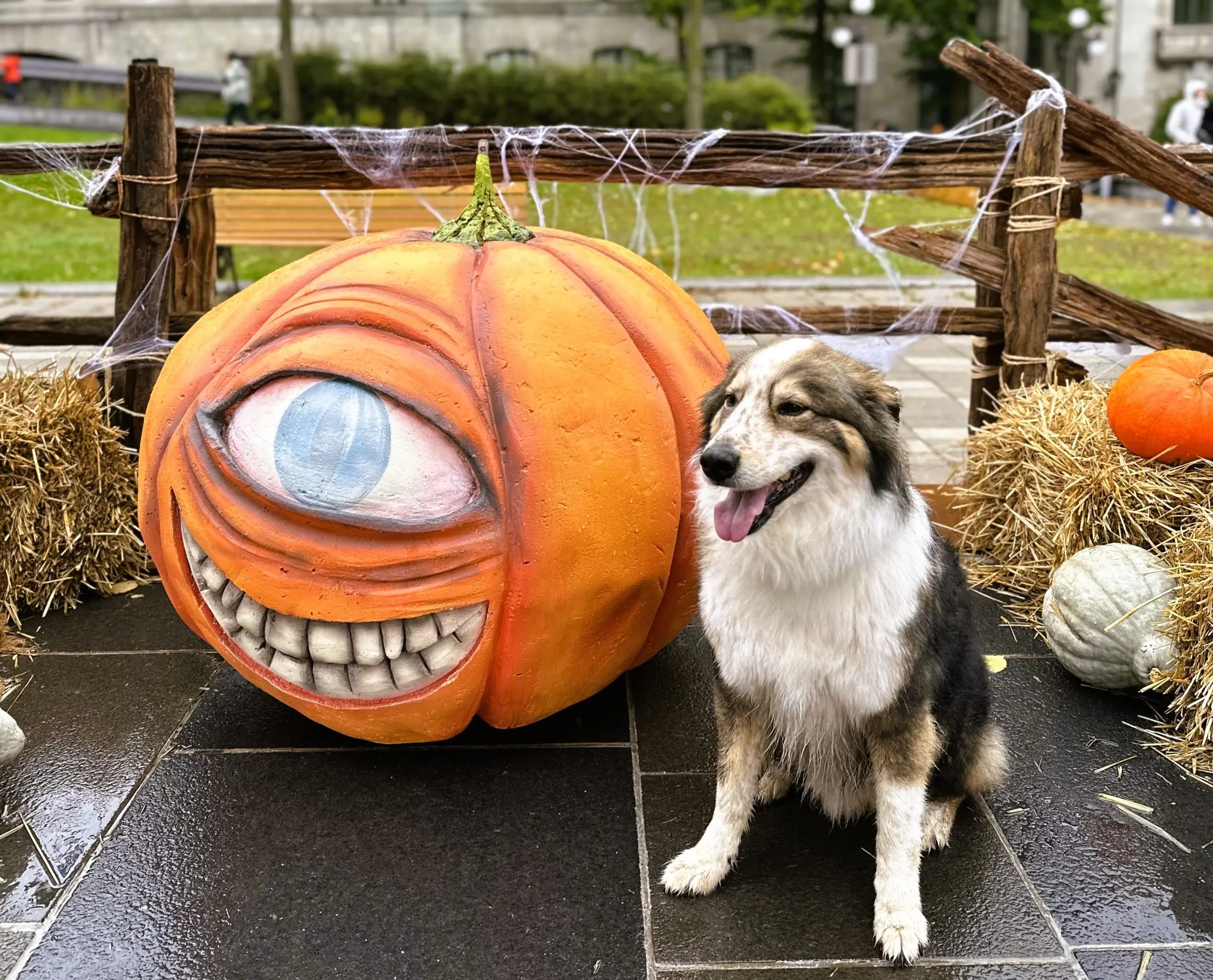 Chien qui pose dans un décor d'halloween