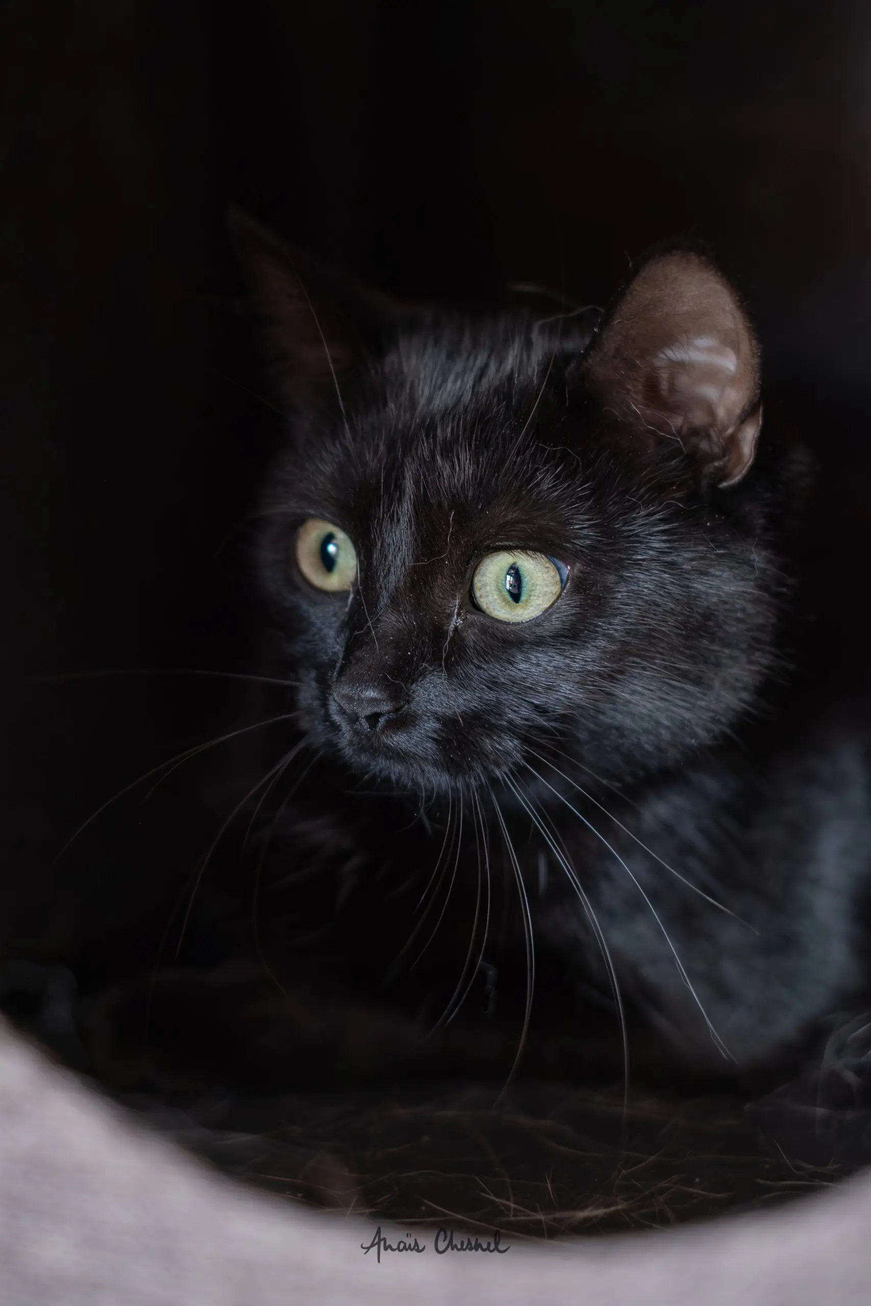 Bella