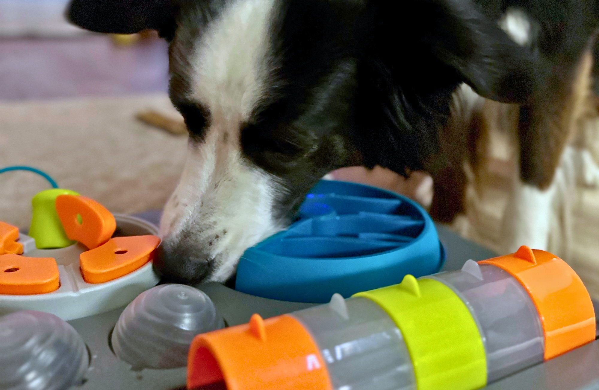 Stimulation mentale pour chien