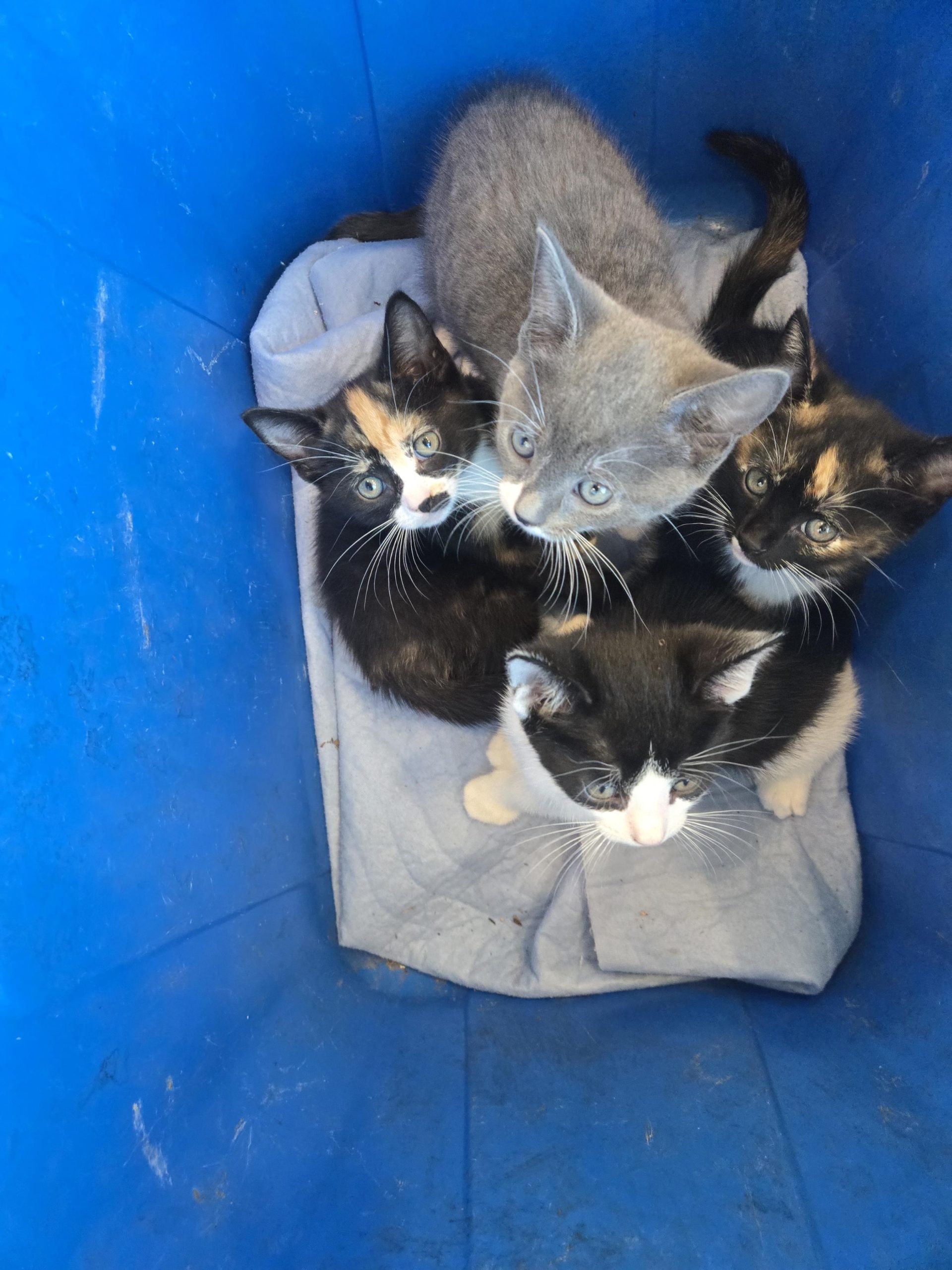 pourquoi l'adoption d'un animal trouvé prend du temps