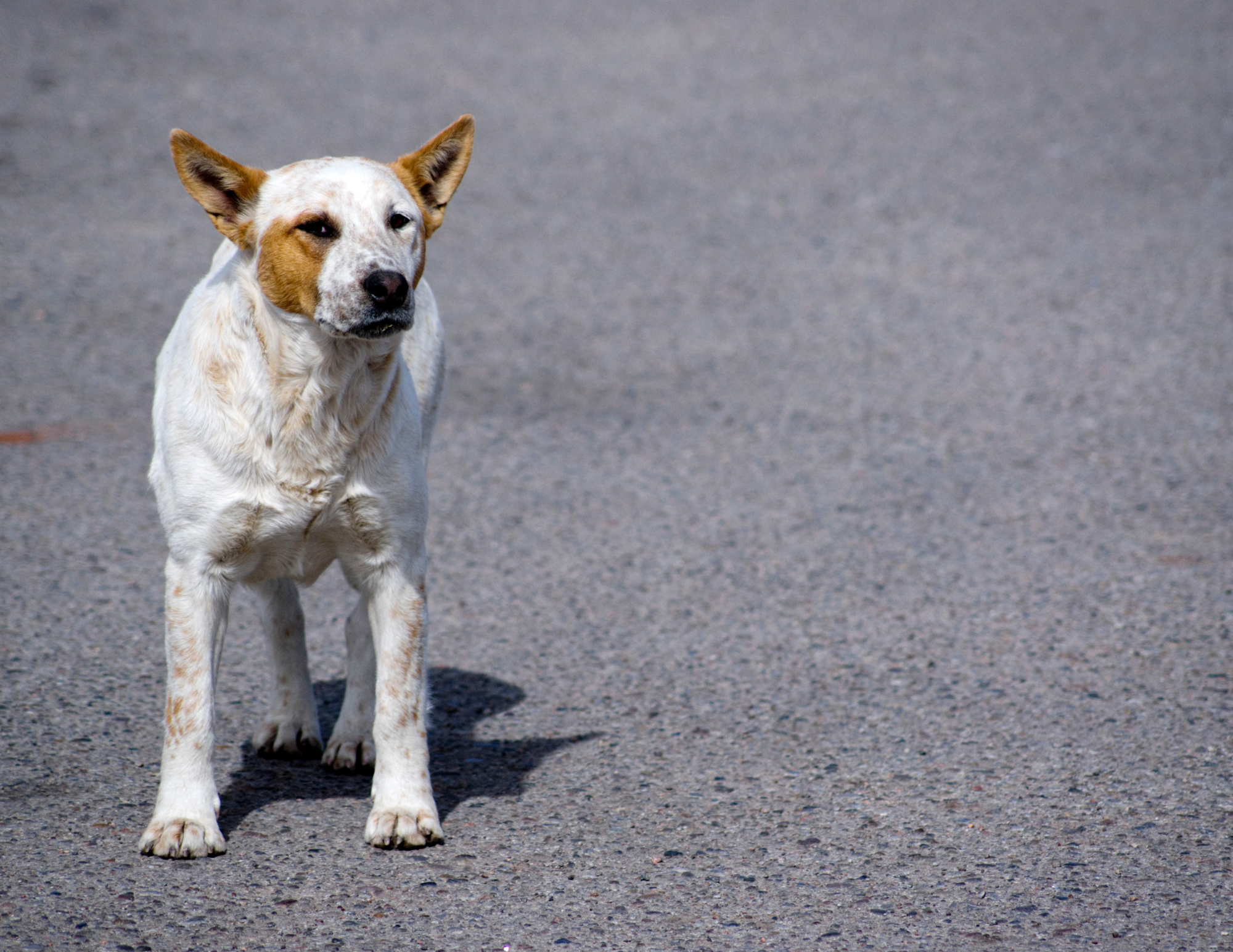Photo d'un chien perdu