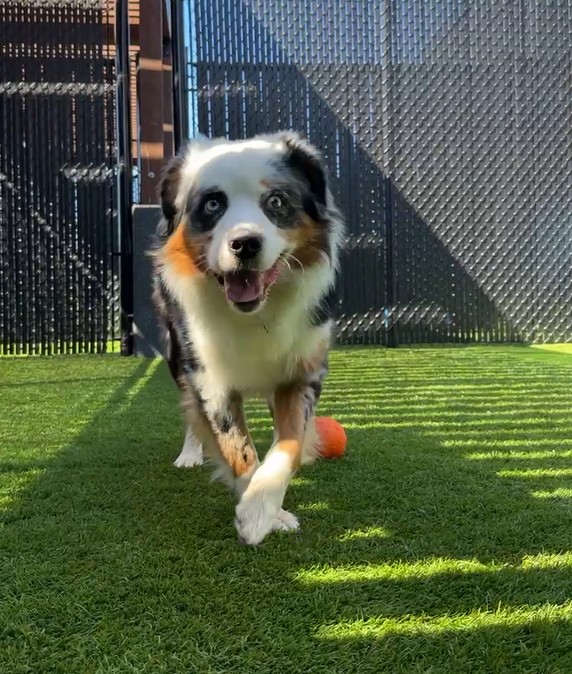 Astro