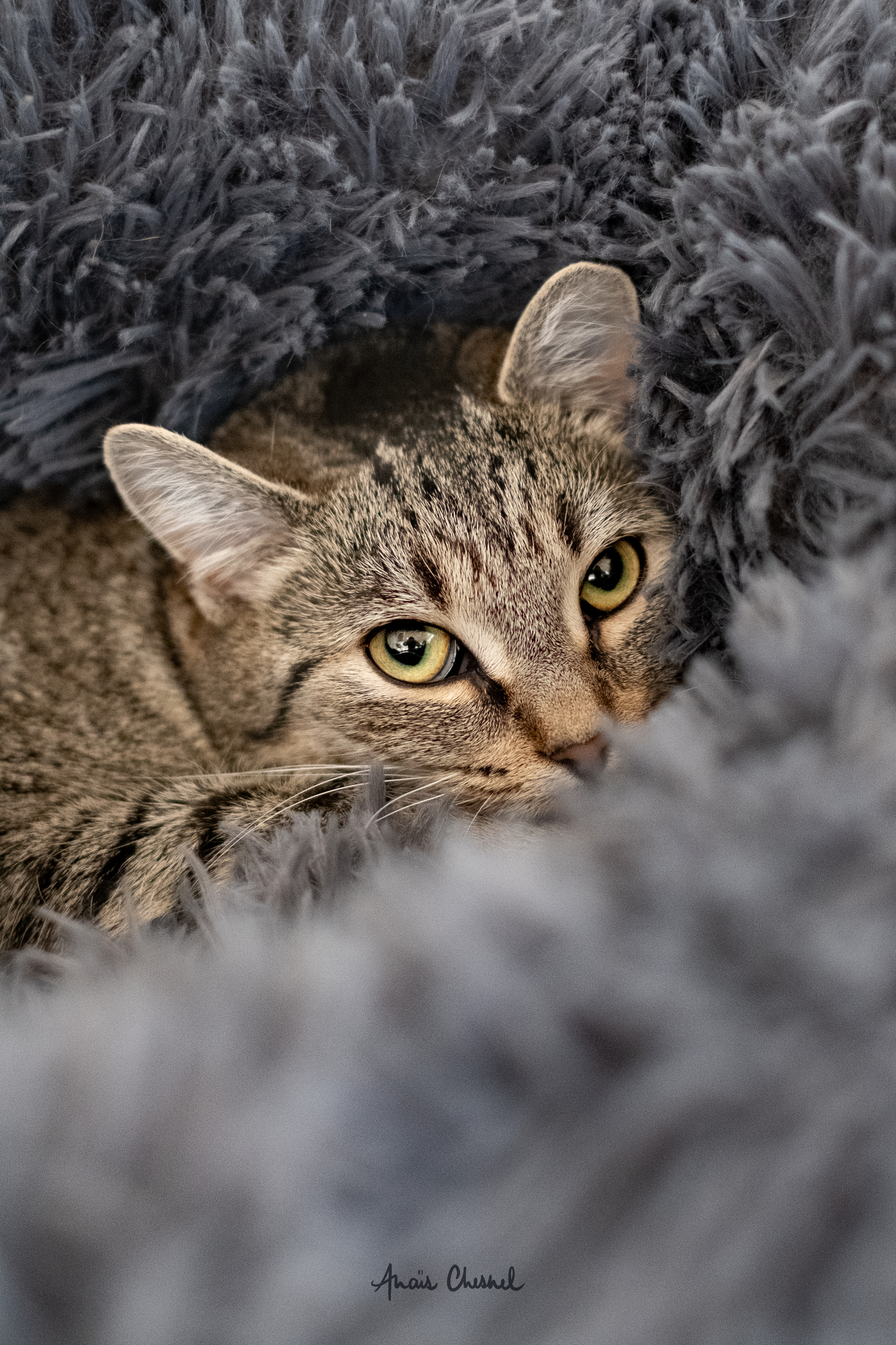 Chaussette