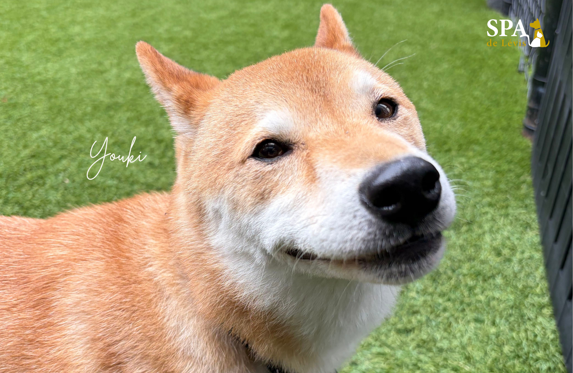 Youki, un chien avec le sourire aux babines